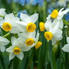 Narcis 'Canaliculatis' - Narcissus 'Canaliculatis'