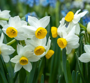 Narcis 'Canaliculatis' - Narcissus 'Canaliculatis'