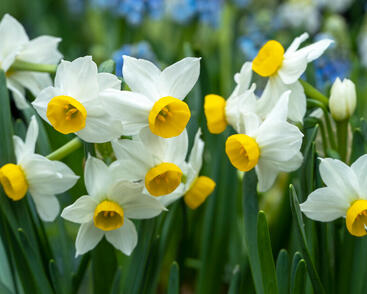 Narcis Tazetta 'Canaliculatus'