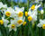 Narcis Tazetta 'Canaliculatus'