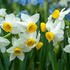 Narcissus _Canaliculatis_.jpg