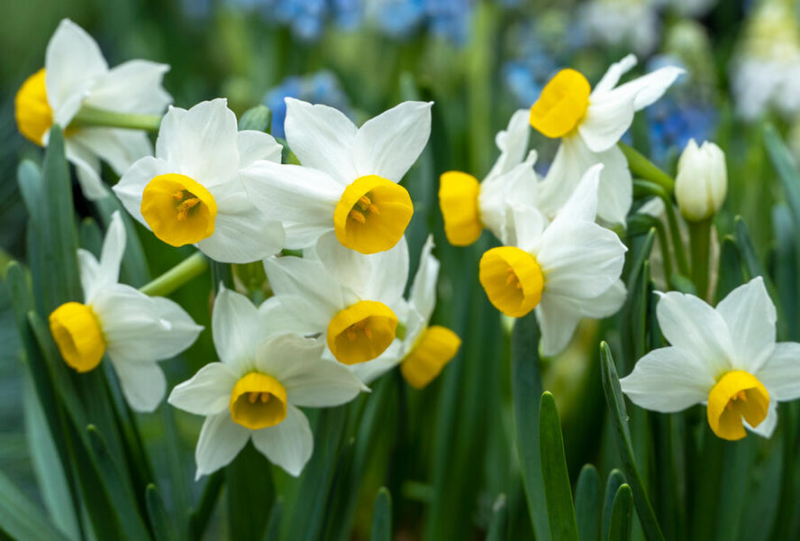 Narcis Tazetta 'Canaliculatus' - Narcissus Tazetta 'Canaliculatus'
