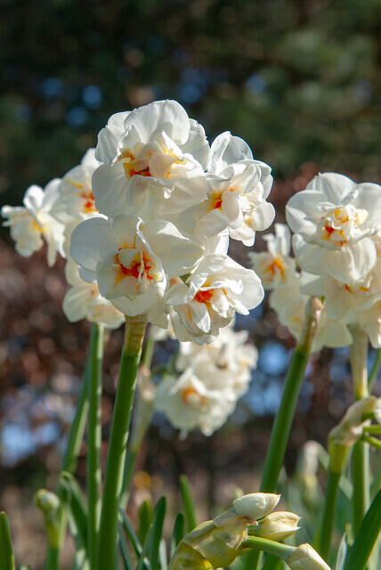 Narcis plnokvětý 'Bridal Crown' - Narcissus double 'Bridal Crown'