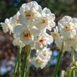 Narcis plnokvětý 'Bridal Crown' - Narcissus double 'Bridal Crown'