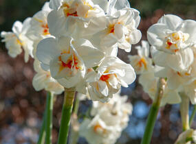 Narcis plnokvětý 'Bridal Crown' - Narcissus double 'Bridal Crown'