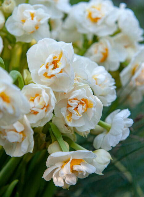 Narcis plnokvětý 'Bridal Crown' - Narcissus double 'Bridal Crown'