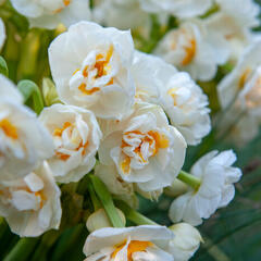 Narcis plnokvětý 'Bridal Crown' - Narcissus double 'Bridal Crown'