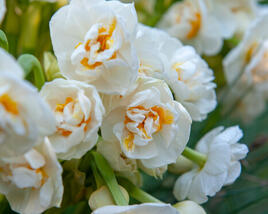 Narcis plnokvětý 'Bridal Crown'