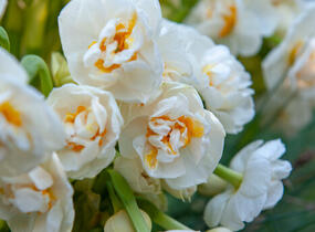 Narcis plnokvětý 'Bridal Crown' - Narcissus double 'Bridal Crown'