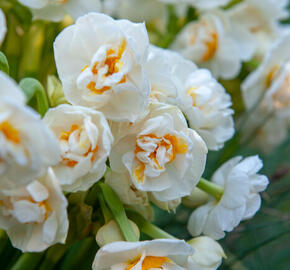 Narcis plnokvětý 'Bridal Crown' - Narcissus double 'Bridal Crown'