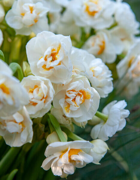 Narcis plnokvětý 'Bridal Crown' - Narcissus double 'Bridal Crown'