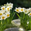 Narcis Poeticus 'Actaea' - Narcissus Poeticus 'Actaea'
