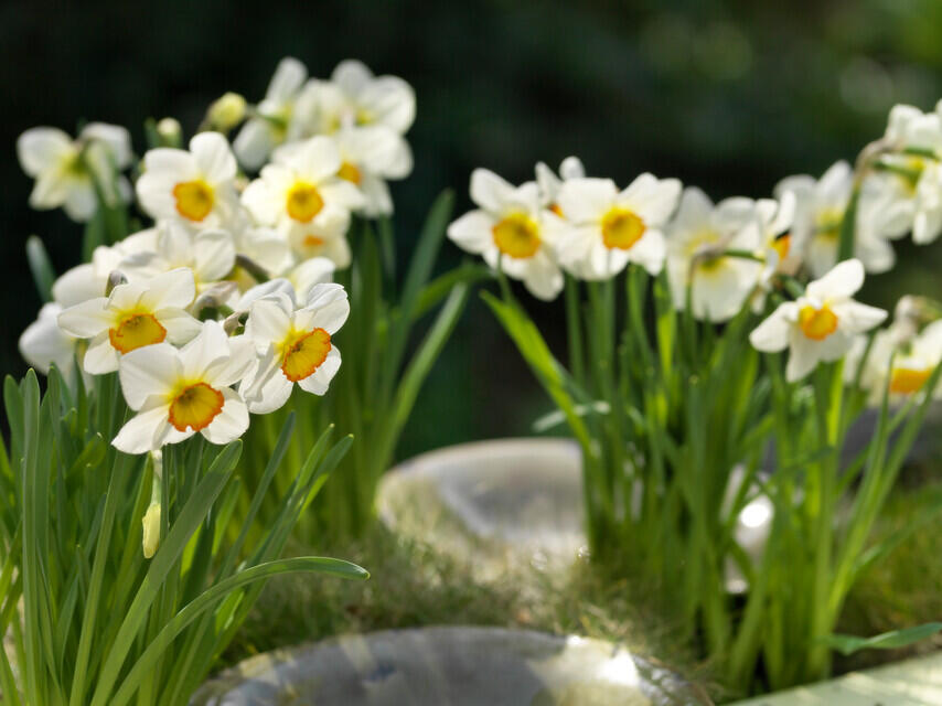 Narcis bílý 'Actaea' - Narcissus poeticus 'Actaea'