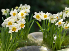 Narcis bílý 'Actaea' - Narcissus poeticus 'Actaea'