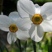 Narcis Poeticus 'Actaea' - Narcissus Poeticus 'Actaea'