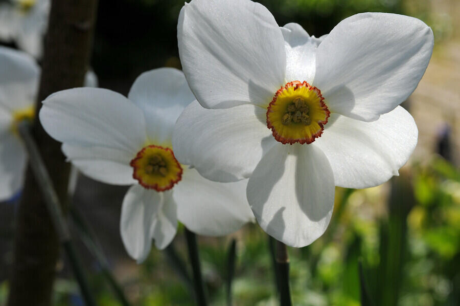 Narcis bílý 'Actaea' - Narcissus poeticus 'Actaea'