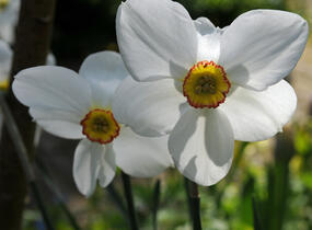 Narcis bílý 'Actaea' - Narcissus poeticus 'Actaea'