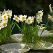 Narcis Poeticus 'Actaea' - Narcissus Poeticus 'Actaea'