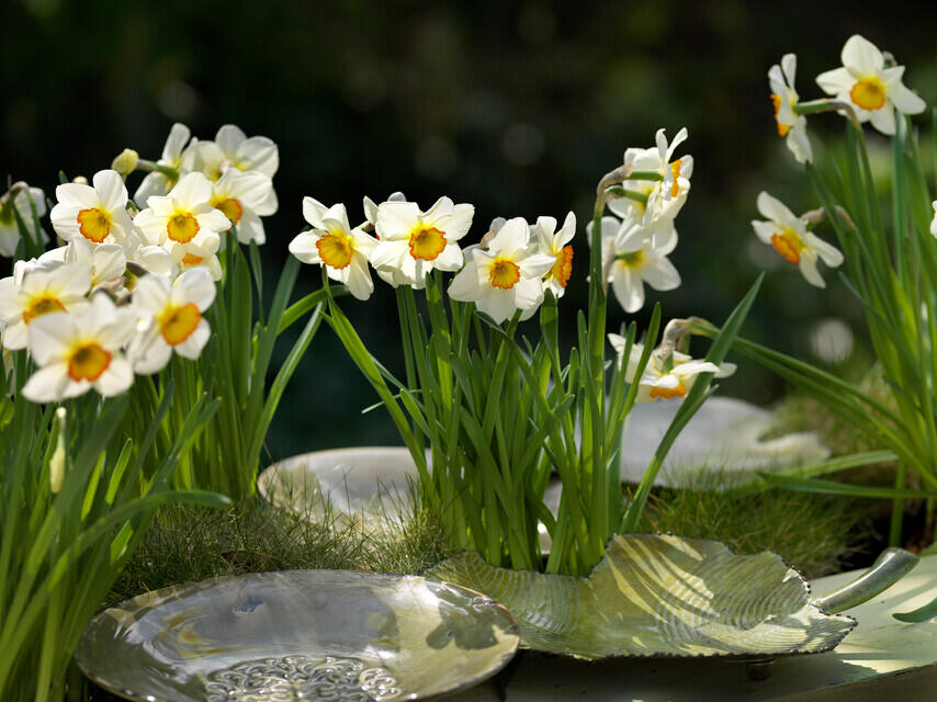 Narcis bílý 'Actaea' - Narcissus poeticus 'Actaea'