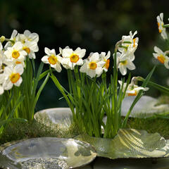 Narcis Poeticus 'Actaea' - Narcissus Poeticus 'Actaea'