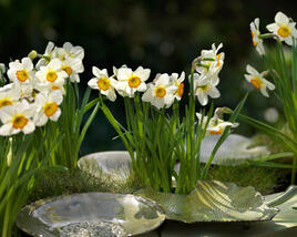 Narcis bílý 'Actaea'
