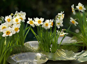 Narcis bílý 'Actaea' - Narcissus poeticus 'Actaea'
