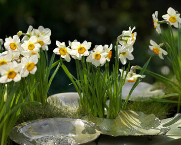 Narcis bílý 'Actaea'