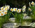 Narcis bílý 'Actaea'