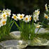 Narcissus Poeticus _Actaea__02.jpg