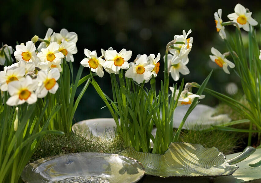 Narcis bílý 'Actaea' - Narcissus poeticus 'Actaea'