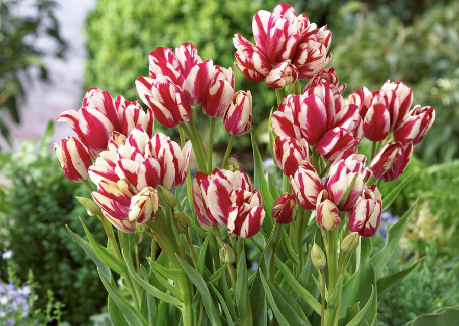 Tulipán mnohokvětý 'Flaming Club' - Tulipa Bouquet 'Flaming Club'