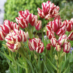 Tulipán mnohokvětý 'Flaming Club' - Tulipa Bouquet 'Flaming Club'