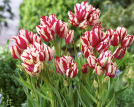Tulipán mnohokvětý 'Flaming Club'