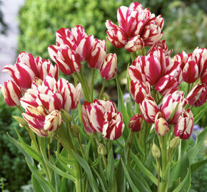 Tulipán mnohokvětý 'Flaming Club'