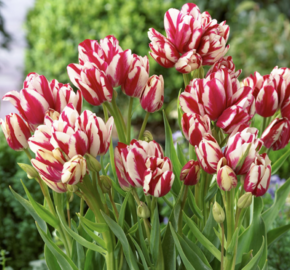 Tulipán mnohokvětý 'Flaming Club' - Tulipa Bouquet 'Flaming Club'
