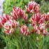 Tulipa Bouquet _Flaming Club_.png