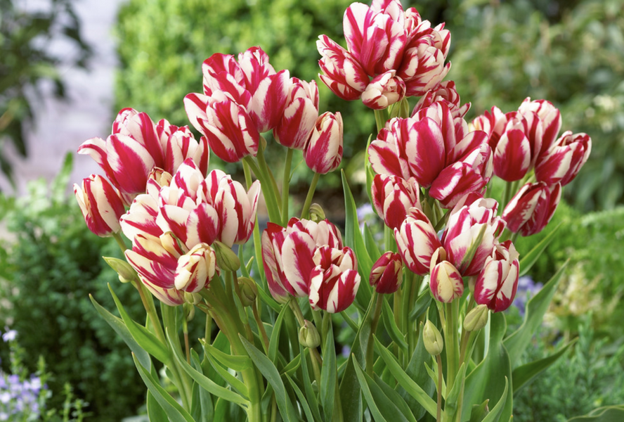 Tulipán mnohokvětý 'Flaming Club' - Tulipa Bouquet 'Flaming Club'