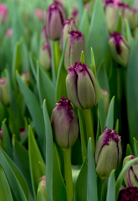 Tulipán třepenitý 'Gorilla' - Tulipa Crispa 'Gorilla'