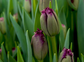 Tulipán třepenitý 'Gorilla' - Tulipa Crispa 'Gorilla'
