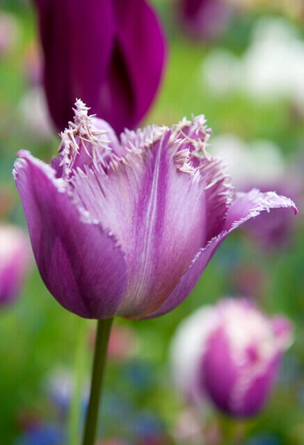 Tulipán třepenitý 'Gorilla' - Tulipa Crispa 'Gorilla'