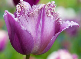 Tulipán třepenitý 'Gorilla' - Tulipa Crispa 'Gorilla'