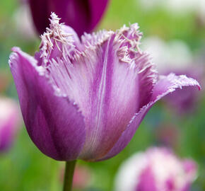 Tulipán třepenitý 'Gorilla' - Tulipa Crispa 'Gorilla'