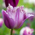 Tulipa Crispa _Gorilla__01.jpg
