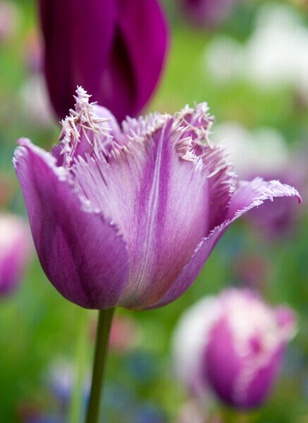 Tulipán třepenitý 'Gorilla' - Tulipa Crispa 'Gorilla'