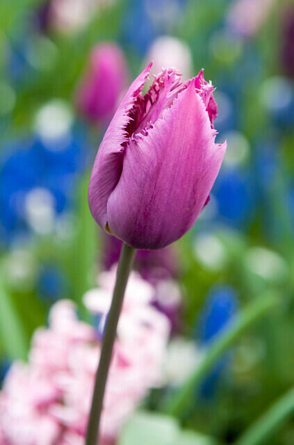 Tulipán třepenitý 'Gorilla' - Tulipa Crispa 'Gorilla'