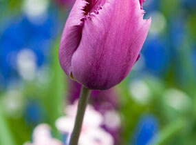 Tulipán třepenitý 'Gorilla' - Tulipa Crispa 'Gorilla'