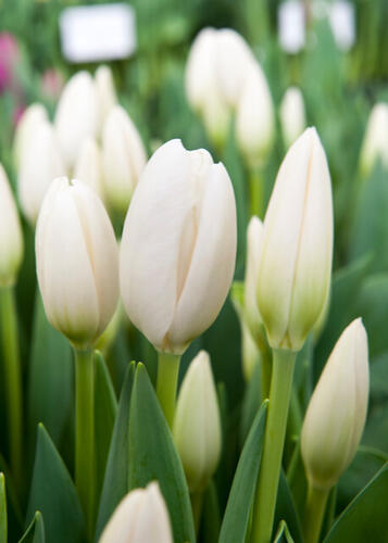 Tulipán Darwin hybrid 'Hakuun' - Tulipa Darwin hybrid 'Hakuun'