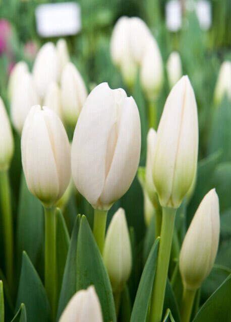 Tulipán Darwin hybrid 'Hakuun' - Tulipa Darwin hybrid 'Hakuun'