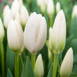 Tulipán Darwin hybrid 'Hakuun' - Tulipa Darwin hybrid 'Hakuun'