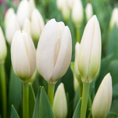 Tulipán Darwin hybrid 'Hakuun' - Tulipa Darwin hybrid 'Hakuun'